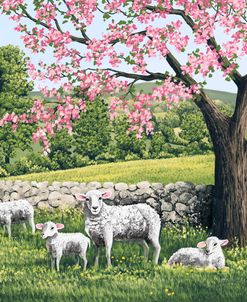 Under the Apple Blossoms