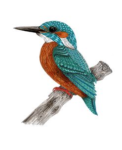 Mr Kingfisher