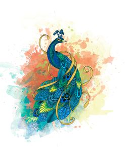 Mr Peacock