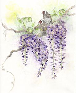 Wisteria