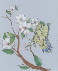 Dogwood Butterfly