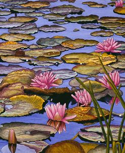 Water Lilies