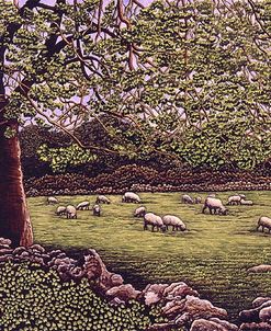 Sheeps In The Meadow