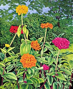 Zinnias