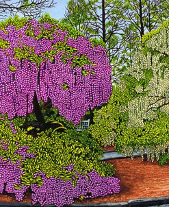 Longwood Gardens – Wisteria, Pennsylvania