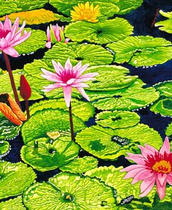 Water Lilies II