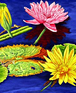 Water Lilies III