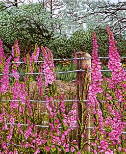 Wild Foxglove