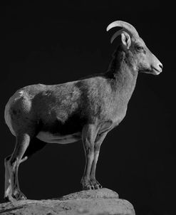 Bighorn Portrait Cf