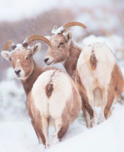 Bighorns Two