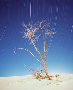 Bright Cottonwood Drum Scan