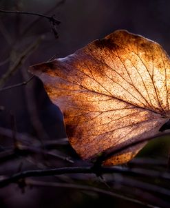 Bright Leaf Proc