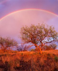 Arizona Rainbow