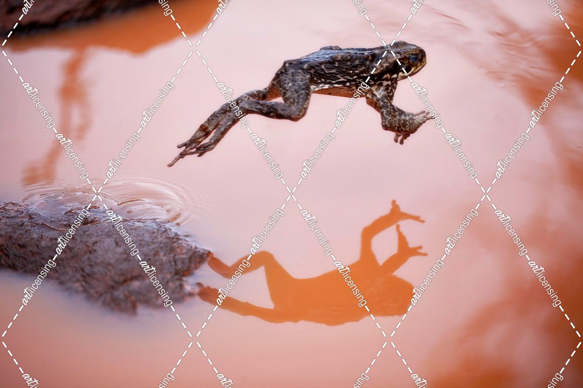 Frog Jump 3