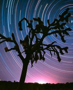 Joshua Tree North Star Proc