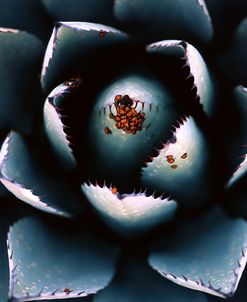 Ladybugs Agave