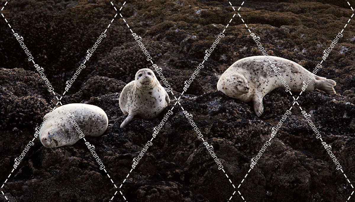 Lounging Seals