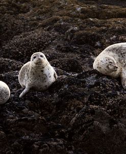 Lounging Seals