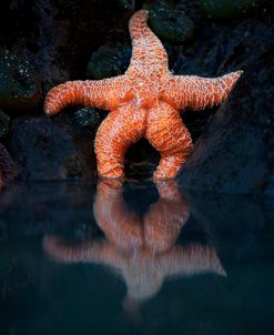 Starfish Reflection 2