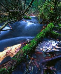 Salmon Trapped