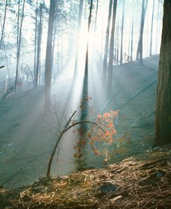 Smoke Forest