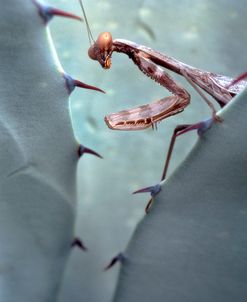 Mantis Agave