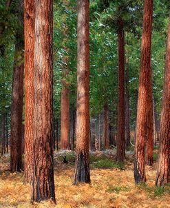 Ponderosa Trunks