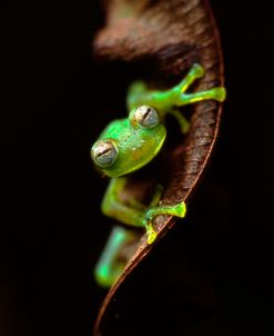 Frog Portrait