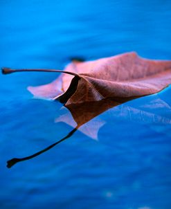 Sycamore Reflection