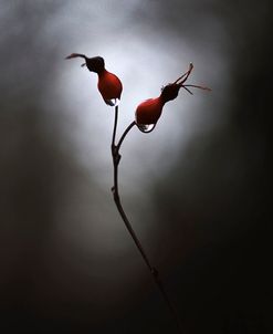 Rose Hips