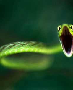 Vine Snake