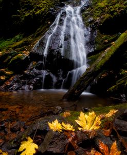 Waterfall Maple Leaves