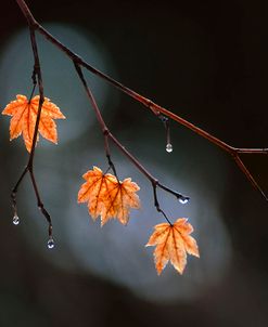 Wet Fall