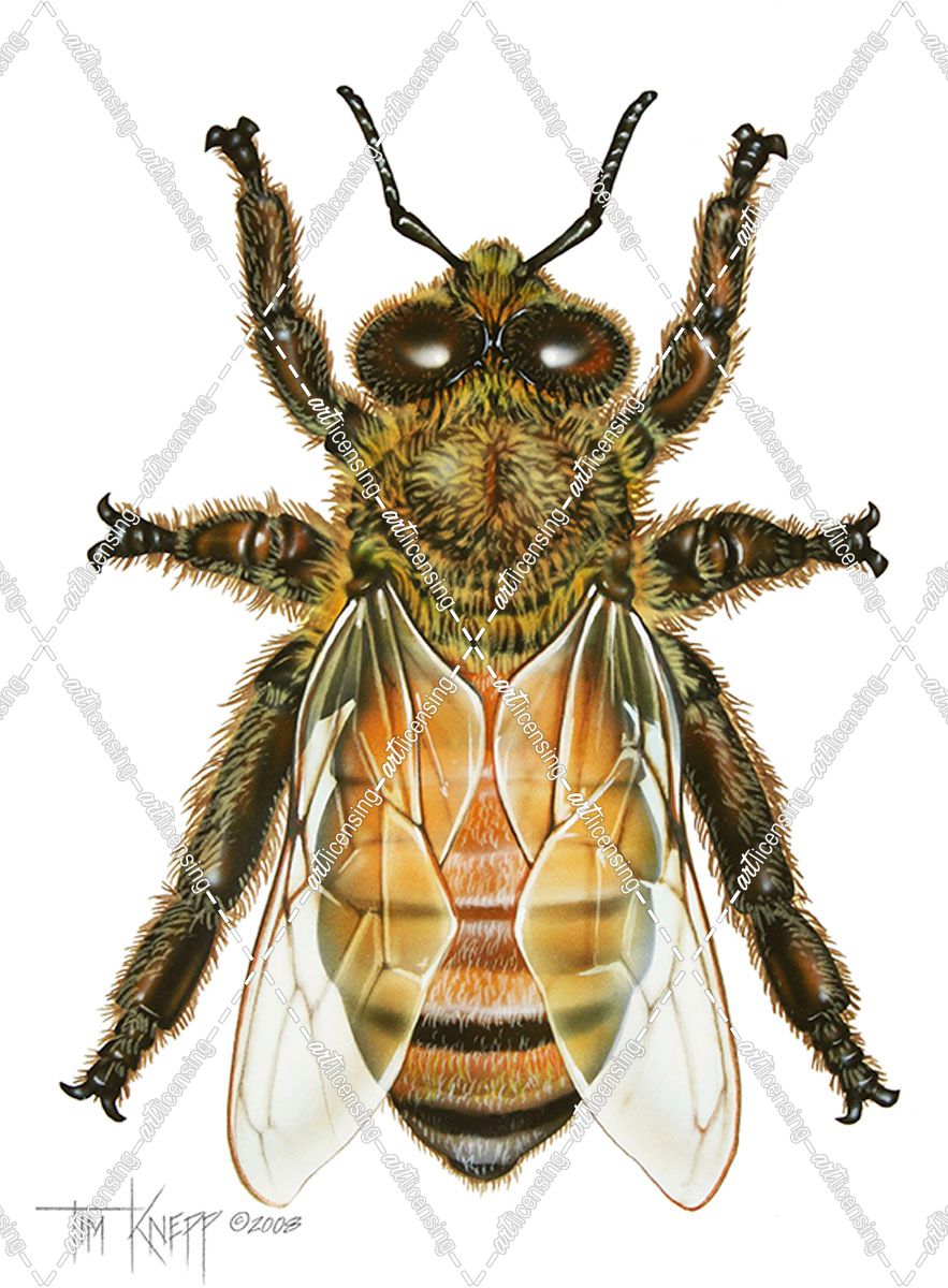 Drone Honey Bee