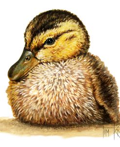 Duckling