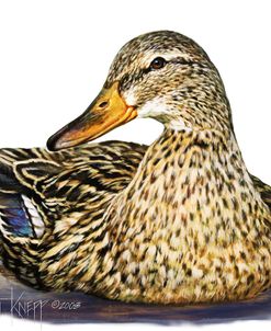 Mallard Duck