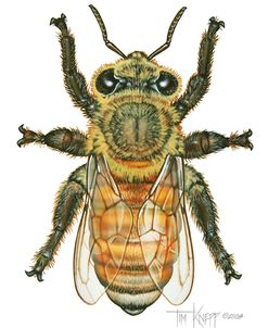 Worker Honey Bee