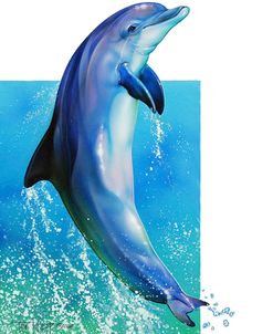 Jump Dolphin