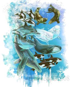Ocean Mammals