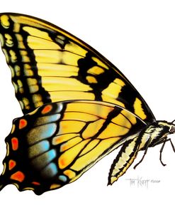 Tiger Swallowtail Butterfly