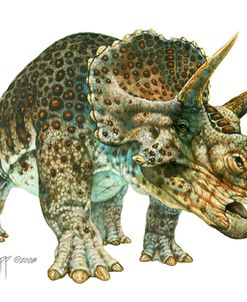 Triceratops