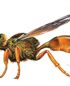 A Wasp