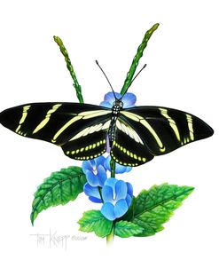 Zebra Butterfly