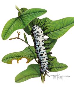 Zebra Caterpillar