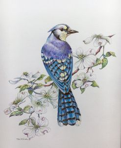 Blue Jay
