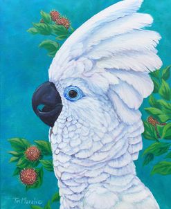 Umbrella Cockatoo