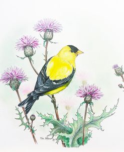 American Goldfinch