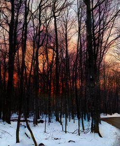 Sunset in woods