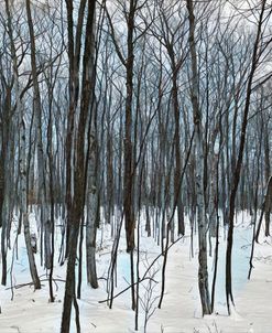 Winter Thicket