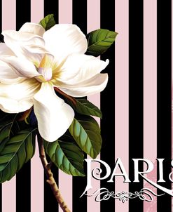 Paris Magnolias IV
